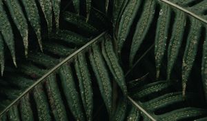 Preview wallpaper fern, leaves, plant, bush, green, macro