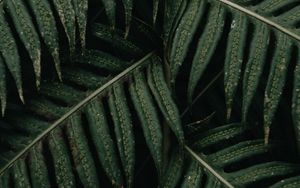 Preview wallpaper fern, leaves, plant, bush, green, macro