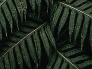 Preview wallpaper fern, leaves, plant, bush, green, macro