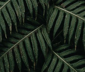 Preview wallpaper fern, leaves, plant, bush, green, macro