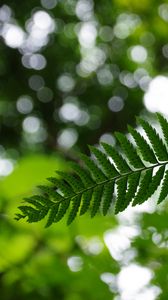 Preview wallpaper fern, leaves, plant, blur, green, macro