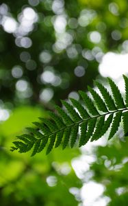 Preview wallpaper fern, leaves, plant, blur, green, macro