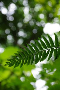 Preview wallpaper fern, leaves, plant, blur, green, macro