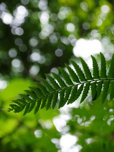 Preview wallpaper fern, leaves, plant, blur, green, macro