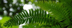 Preview wallpaper fern, leaves, plant, blur, green, macro