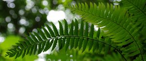 Preview wallpaper fern, leaves, plant, blur, green, macro