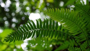 Preview wallpaper fern, leaves, plant, blur, green, macro