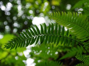 Preview wallpaper fern, leaves, plant, blur, green, macro