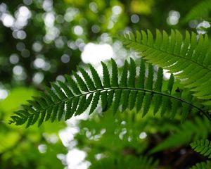 Preview wallpaper fern, leaves, plant, blur, green, macro