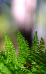 Preview wallpaper fern, leaves, plant, macro, blur