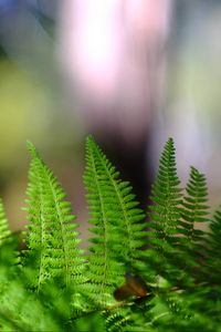 Preview wallpaper fern, leaves, plant, macro, blur