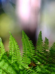 Preview wallpaper fern, leaves, plant, macro, blur