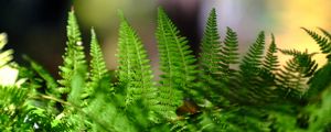 Preview wallpaper fern, leaves, plant, macro, blur