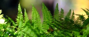 Preview wallpaper fern, leaves, plant, macro, blur