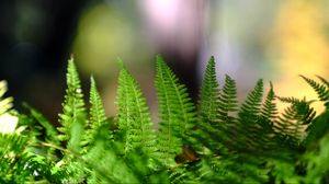 Preview wallpaper fern, leaves, plant, macro, blur