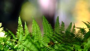 Preview wallpaper fern, leaves, plant, macro, blur