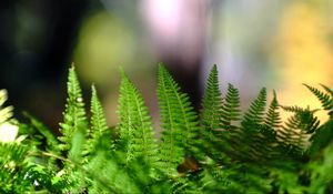 Preview wallpaper fern, leaves, plant, macro, blur