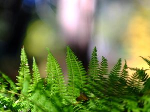 Preview wallpaper fern, leaves, plant, macro, blur