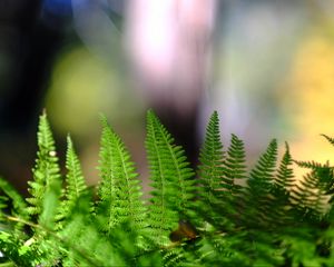 Preview wallpaper fern, leaves, plant, macro, blur