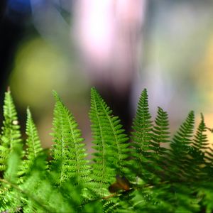 Preview wallpaper fern, leaves, plant, macro, blur