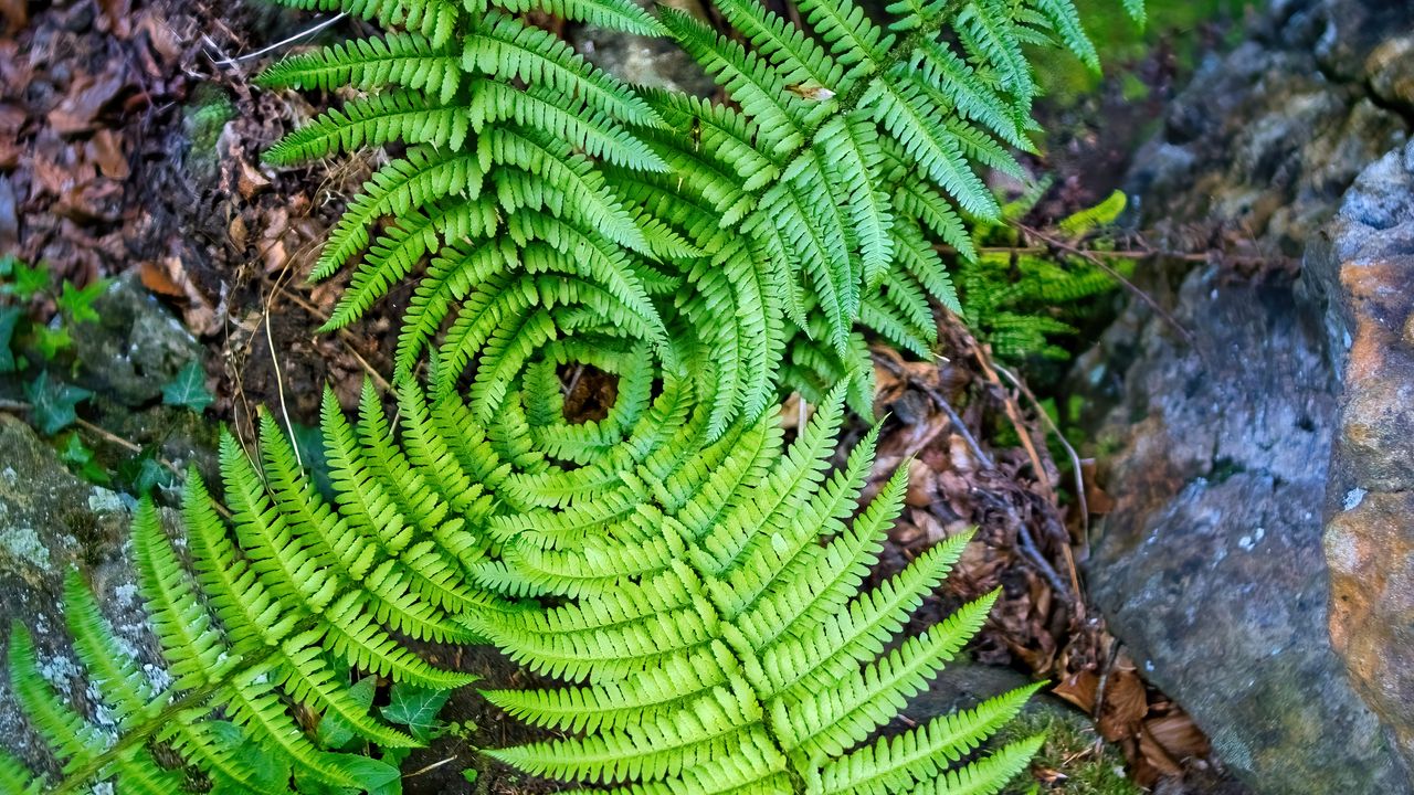 Wallpaper fern, leaves, plant, macro, top view