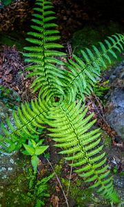 Preview wallpaper fern, leaves, plant, macro, top view