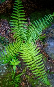 Preview wallpaper fern, leaves, plant, macro, top view