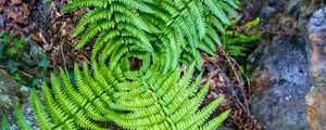 Preview wallpaper fern, leaves, plant, macro, top view