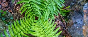 Preview wallpaper fern, leaves, plant, macro, top view