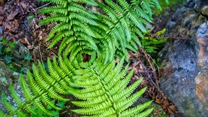 Preview wallpaper fern, leaves, plant, macro, top view