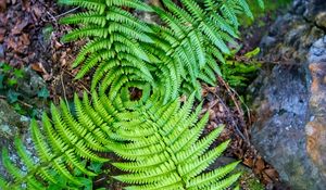 Preview wallpaper fern, leaves, plant, macro, top view