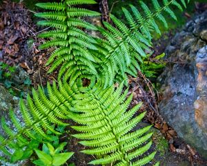 Preview wallpaper fern, leaves, plant, macro, top view