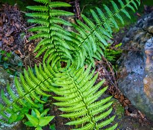 Preview wallpaper fern, leaves, plant, macro, top view