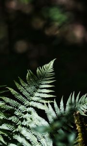 Preview wallpaper fern, leaves, plants, shadows, nature