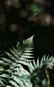 Preview wallpaper fern, leaves, plants, shadows, nature