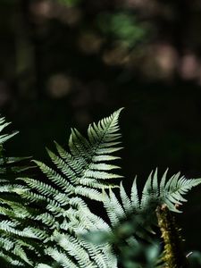 Preview wallpaper fern, leaves, plants, shadows, nature