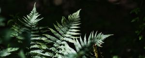 Preview wallpaper fern, leaves, plants, shadows, nature