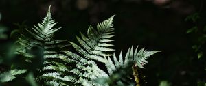 Preview wallpaper fern, leaves, plants, shadows, nature