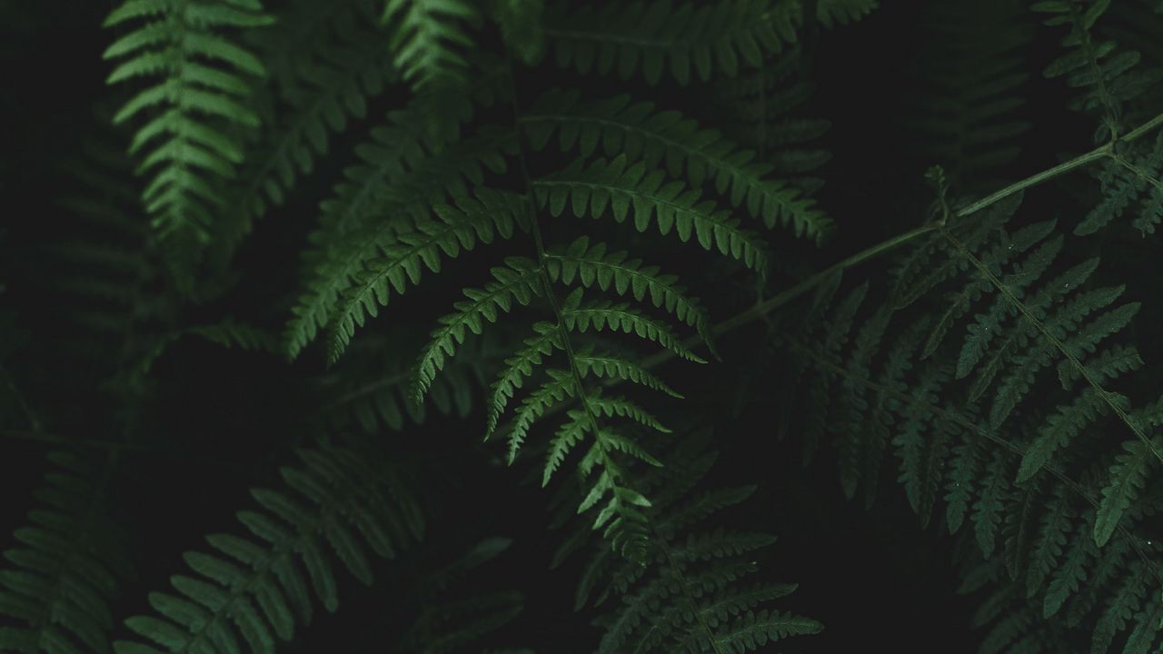 Wallpaper fern, leaves, plants hd, picture, image