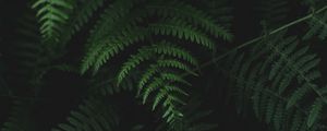 Preview wallpaper fern, leaves, plants