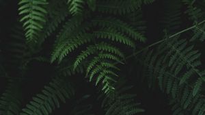 Preview wallpaper fern, leaves, plants