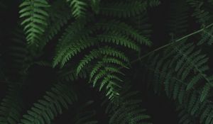 Preview wallpaper fern, leaves, plants