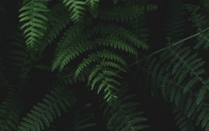 Preview wallpaper fern, leaves, plants