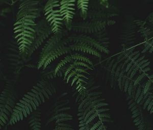 Preview wallpaper fern, leaves, plants