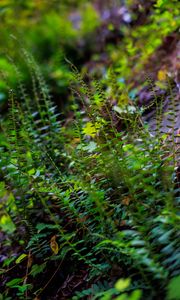 Preview wallpaper fern, leaves, plants, blur