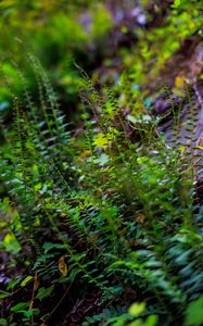 Preview wallpaper fern, leaves, plants, blur