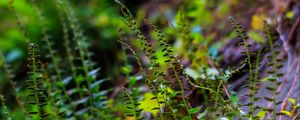 Preview wallpaper fern, leaves, plants, blur