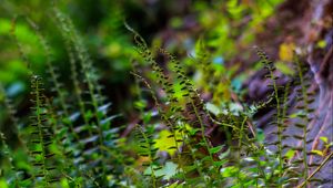 Preview wallpaper fern, leaves, plants, blur