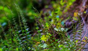 Preview wallpaper fern, leaves, plants, blur