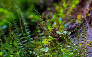 Preview wallpaper fern, leaves, plants, blur